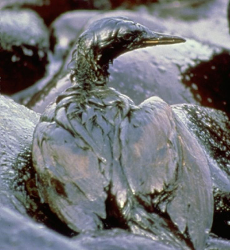 oil spill bird