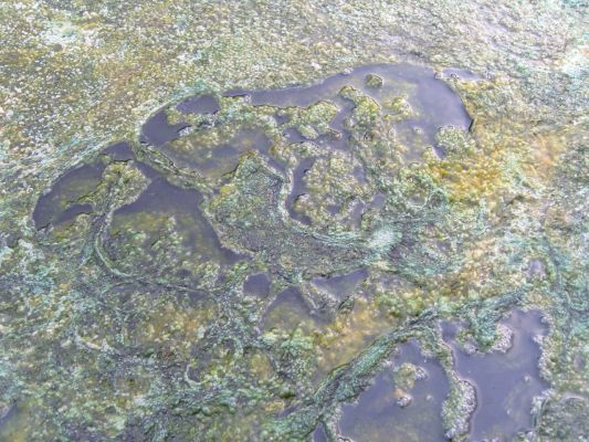 Hengill - unique biota threatened by drilling