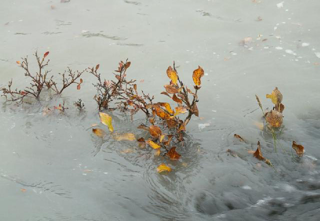 submerged vegetation