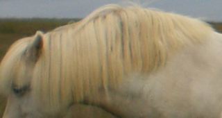 Swollen Horse's Neck