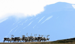 Reindeers at Kringilsárrani - Photo: Skarphéðinn Þórisson