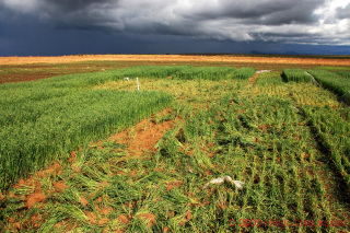 The trashed field